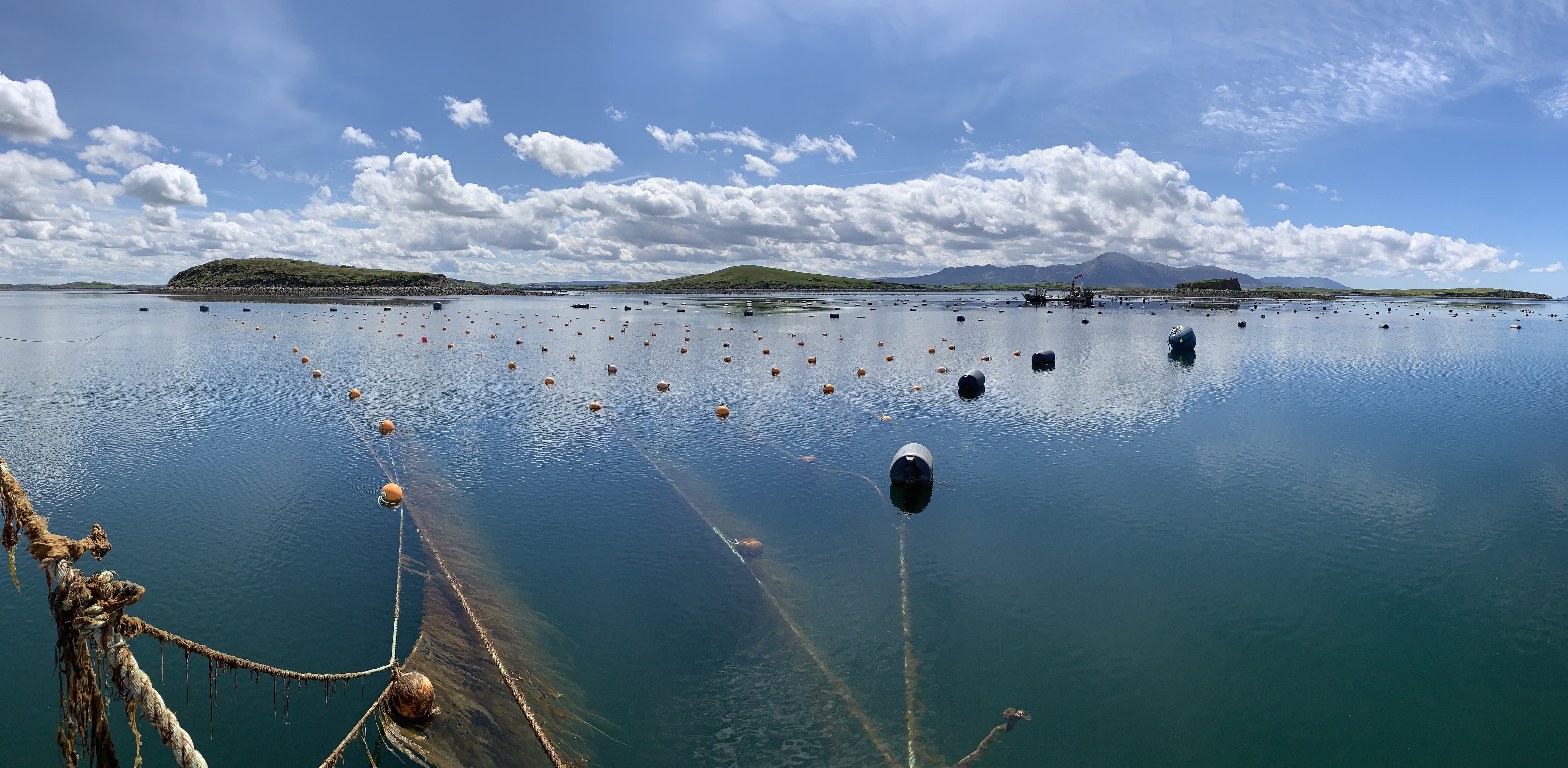 The Seaweed Company - Seaweed Farm Clew Bay (Ireland)