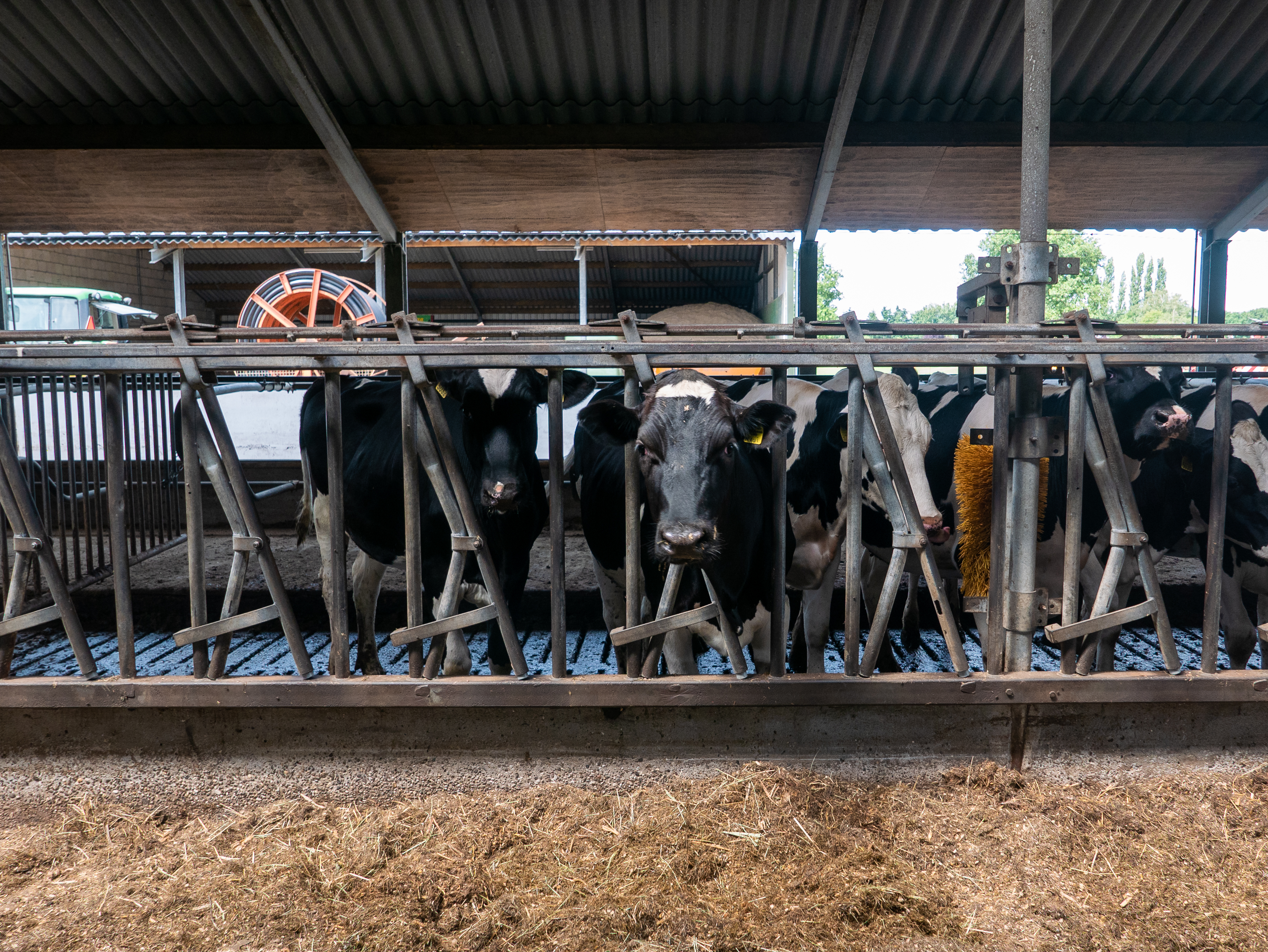Koeien In Stal Foto Door Rianne Lachmeijer