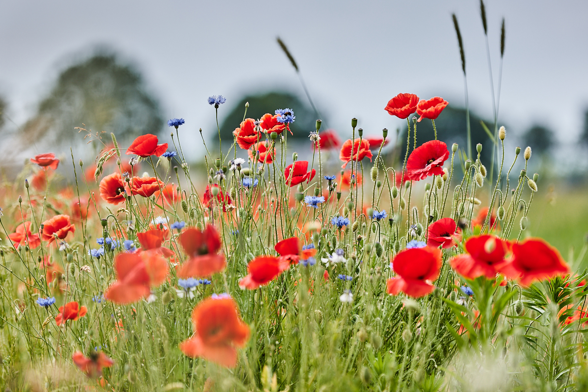 bloemen op landbouwgrond foto joni israeli